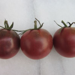 Cherry Tomato Red Barn Farm